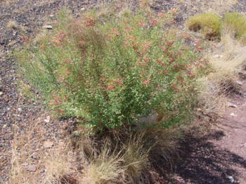 Camel-Thorn Bush (Alhagi maurorum) Camel-Thorn Bush (Alhagi maurorum)