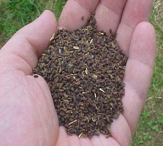 Peganum Harmala Seed - Espand or Esfand