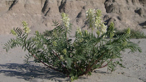 Astragalus Racemosus